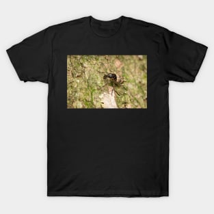 Unique and organic photo of a fungus weevil (Anthribidae) T-Shirt